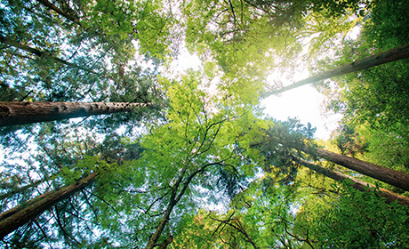 Image looking up at treetops in the woods